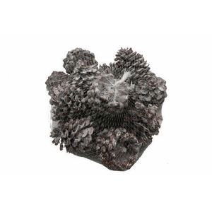 Pinecone Pinea L9/12 15 Pcs