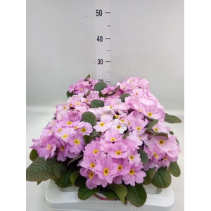 Primula ac. 'Obsidian Rose Antique'