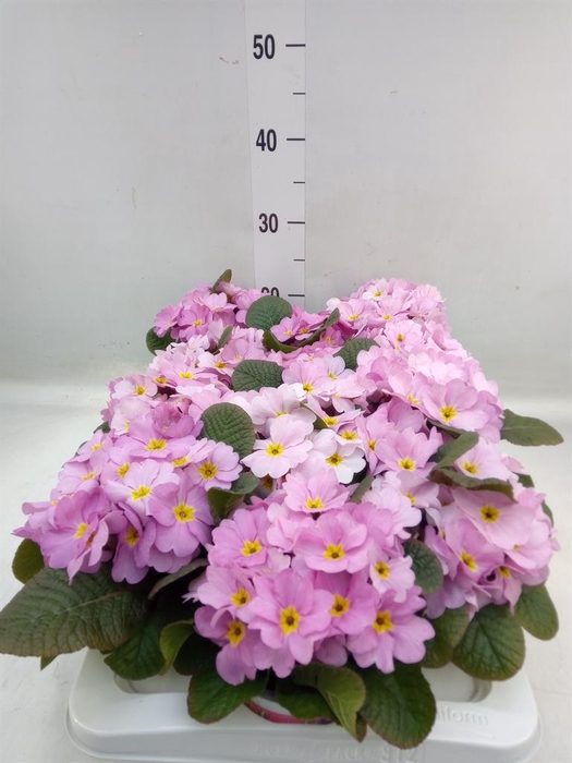 <h4>Primula ac. 'Obsidian Rose Antique'</h4>
