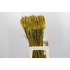 Kniphofia Eycone Yellow