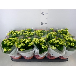 Kalanchoe blos. 'RosDon Dione'