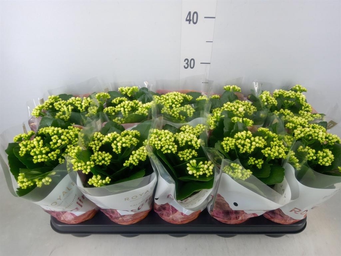 <h4>Kalanchoe blos. 'RosDon Dione'</h4>