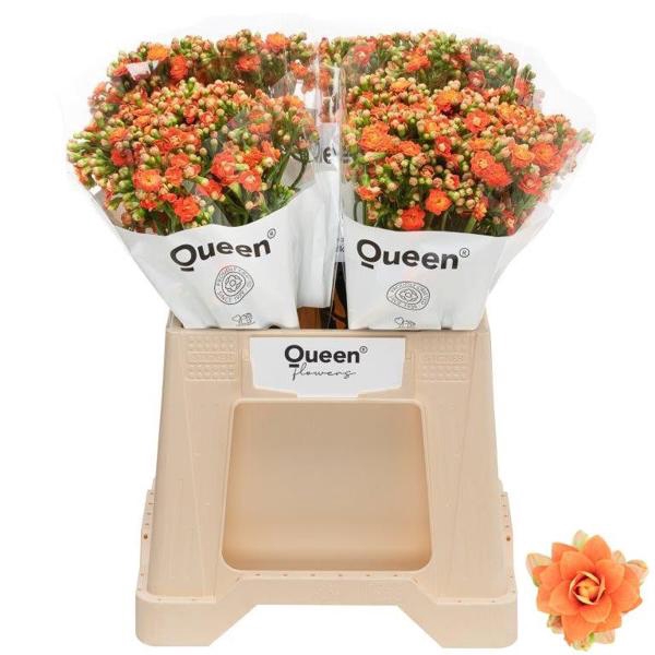 <h4>Kalanchoe Bright Orange Meadow</h4>