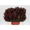 Leucadendron Saf Sunset Dark R.