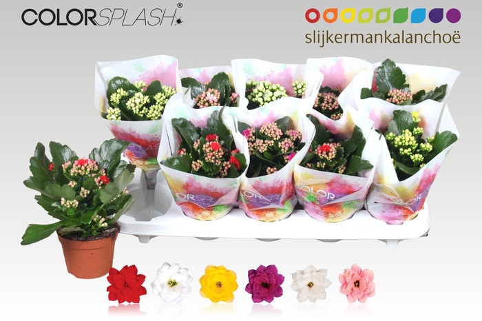 <h4>KAL GE GEM 6 KL</h4>