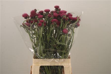 <h4>Cirs Atropurpureum</h4>