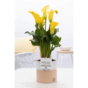 Zantedeschia yellow in P&PURE Rosy ceramics