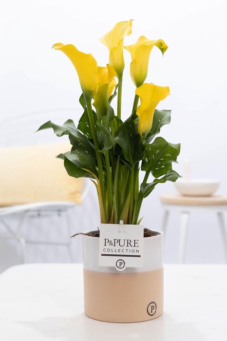 <h4>Zantedeschia yellow in P&PURE Rosy ceramics</h4>