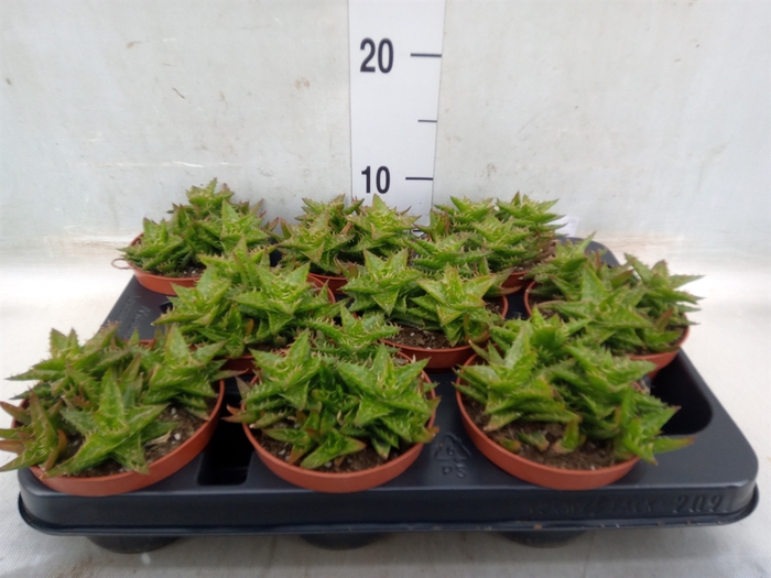 <h4>Aloe   ...</h4>
