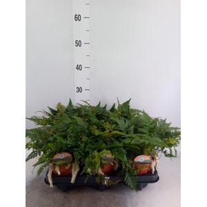 Humata griffithiana var. tyermannii