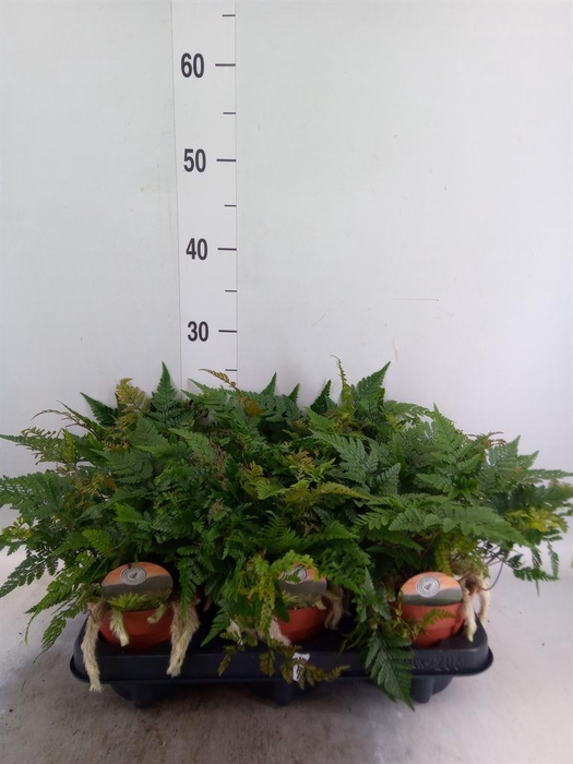 <h4>Humata griffithiana var. tyermannii</h4>