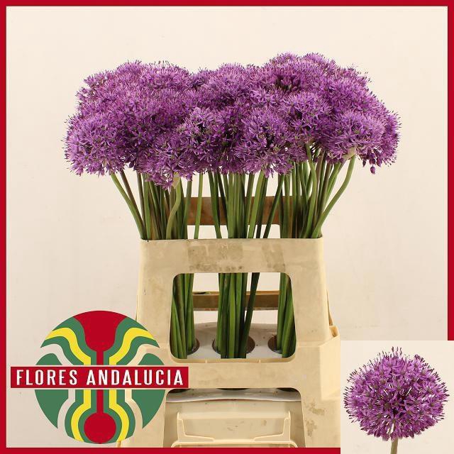 <h4>ALLIUM GLADIATOR</h4>