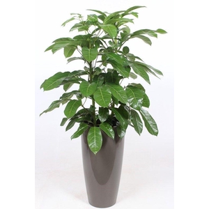 Schefflera actinophylla 'Amate' in Santorini 