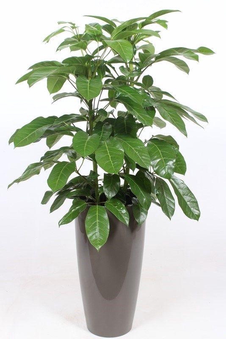 <h4>Schefflera actinophylla 'Amate' in Santorini "taupe"</h4>