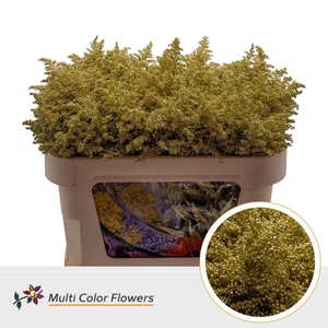 Solidago   ...colored  H%