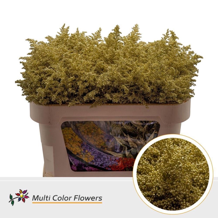 <h4>Solidago   ...colored  H%</h4>