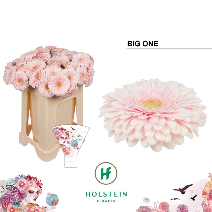 <h4>Gerbera Pomponi Big One</h4>