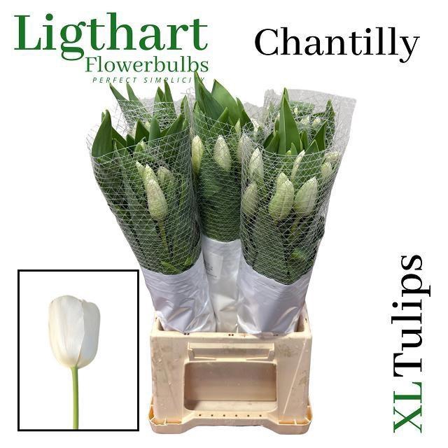 <h4>TU EN CHANTILLY</h4>