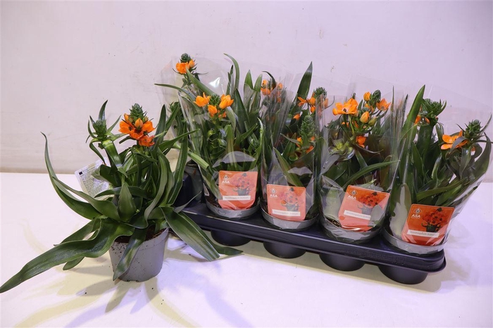 <h4>arr8 Ornit Du</h4>