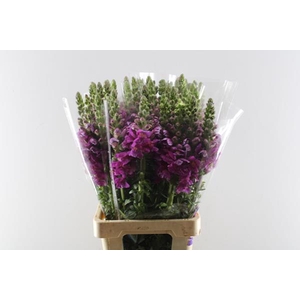 Antir Poto Paars X50