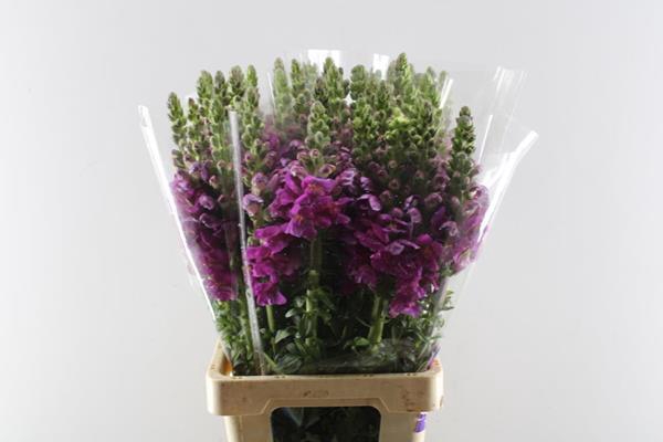 <h4>Antir Poto Paars X50</h4>