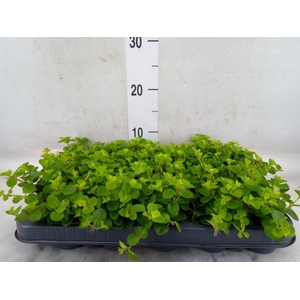 Peperomia rotundifolia