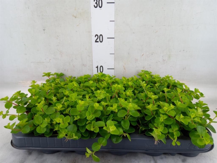 <h4>Peperomia rotundifolia</h4>