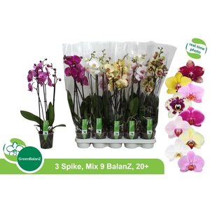 PHAL GEM 9 KL