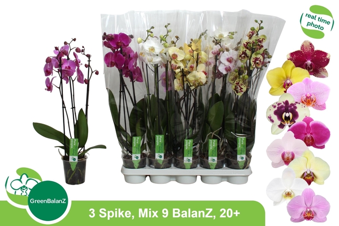 <h4>PHAL GEM 9 KL</h4>