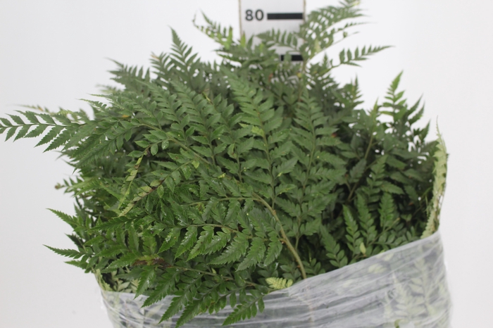 <h4>FOLHAGEM AVENCAO EXPORTACAO</h4>