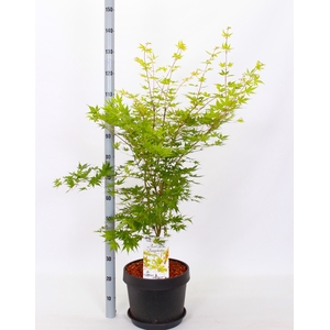ACER PA SANGOKAKU
