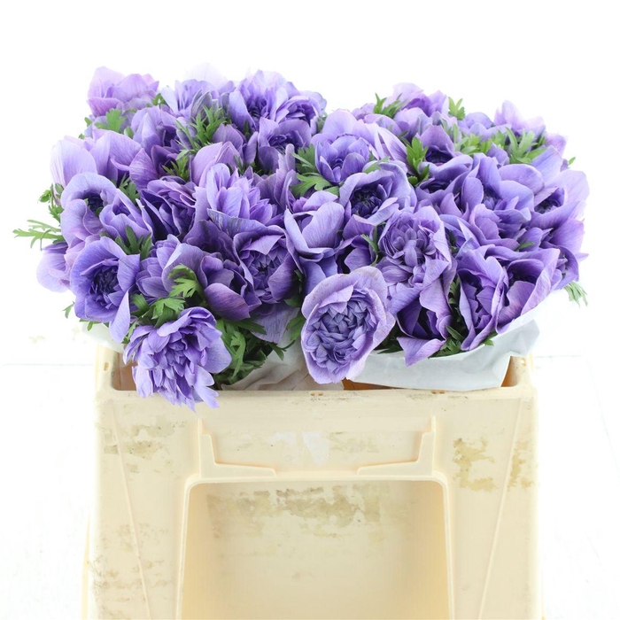 <h4>Anem Co Fstar Lavender Extra</h4>