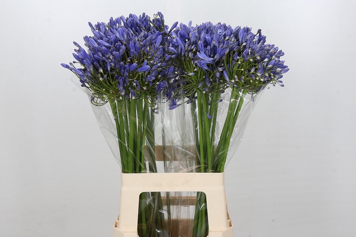 Agapanthus Blue Heaven