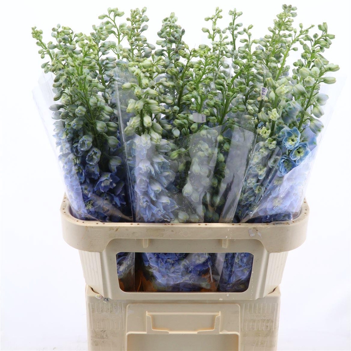 <h4>Delphinium double Aurora Light Blue</h4>