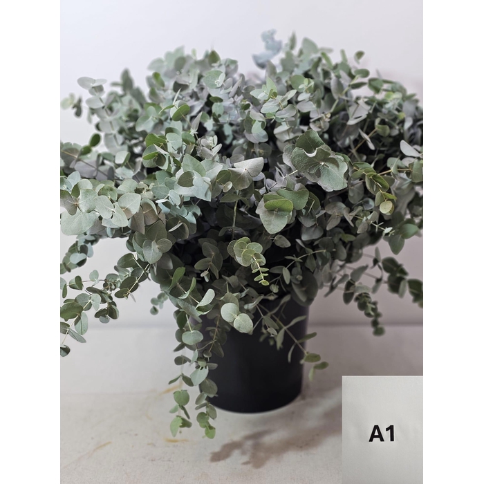 <h4>EUC CINEREA PER STEEL -IT-</h4>