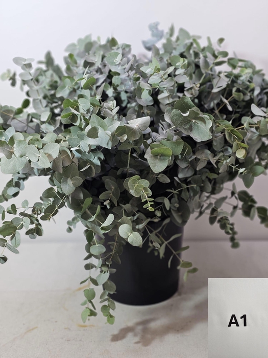 EUC CINEREA PER STEEL -IT-