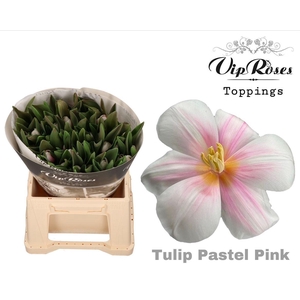 Vip Tu En Rv Pastel Pink