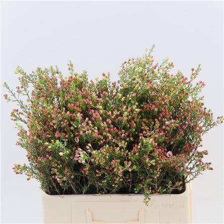 <h4>Chamelaucium Adi</h4>