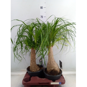 Beaucarnea recurvata