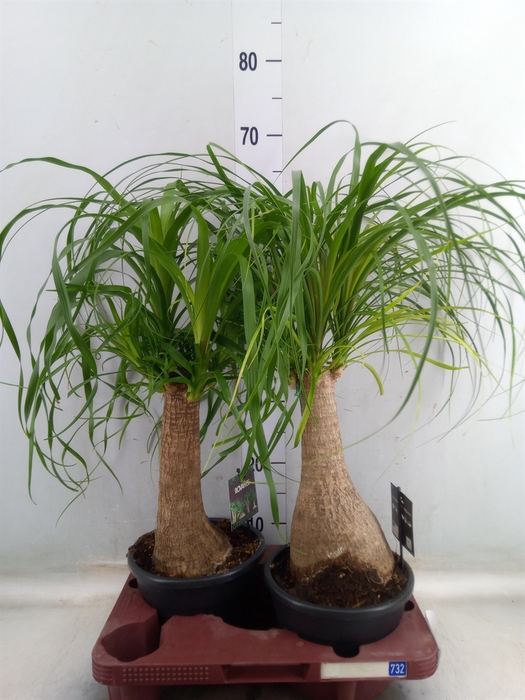 <h4>Beaucarnea recurvata</h4>