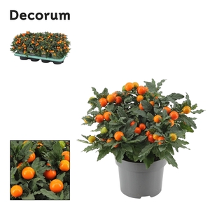 Solanum Mandarin P13 Decorum