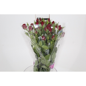 ROSA SPRAY RUBICON 060 CM