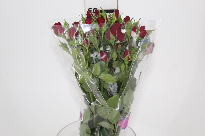 <h4>ROSA SPRAY RUBICON 060 CM</h4>