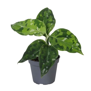 AGLAONEMA ARACEAE P6