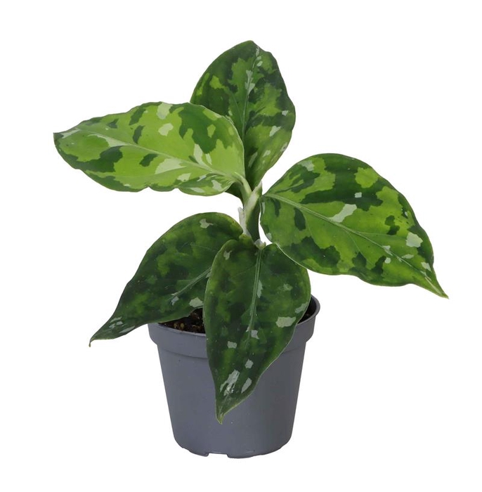 <h4>AGLAONEMA ARACEAE P6</h4>