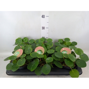 Pilea peperomoides