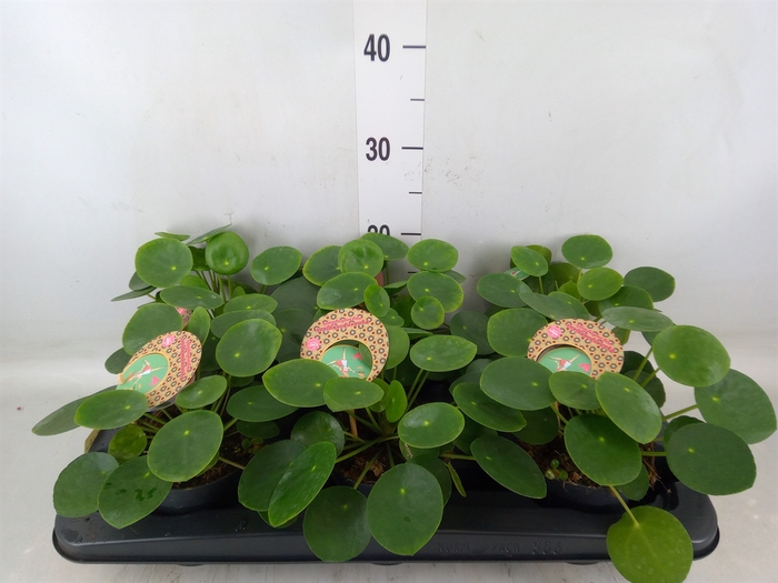 <h4>Pilea peperomoides</h4>