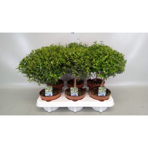 Myrtus communis