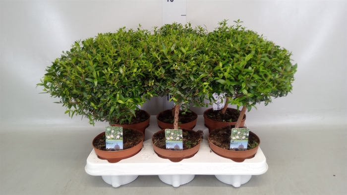 <h4>Myrtus communis</h4>