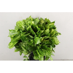 AUCUBA JAPONICA 400GR